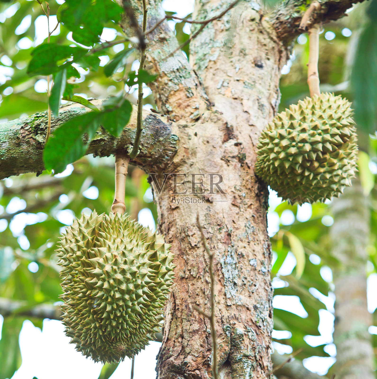榴莲在树上照片摄影图片