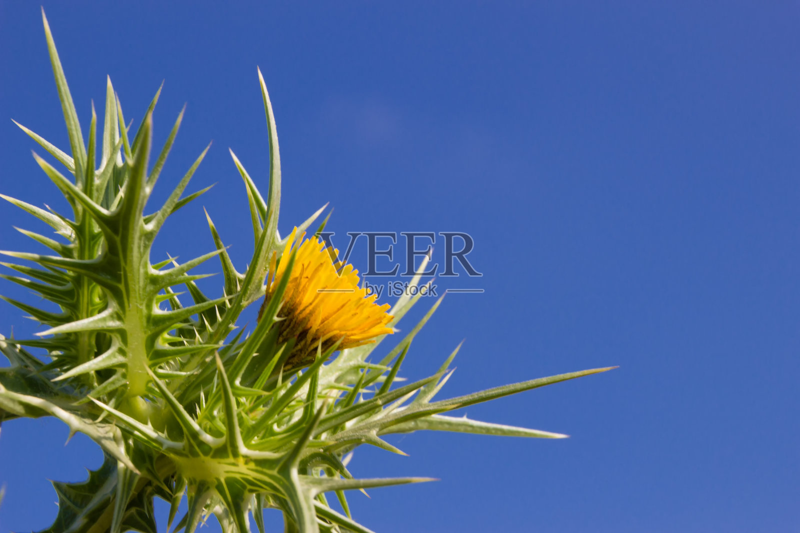 荆棘上开着黄花，映衬着蔚蓝的天空照片摄影图片