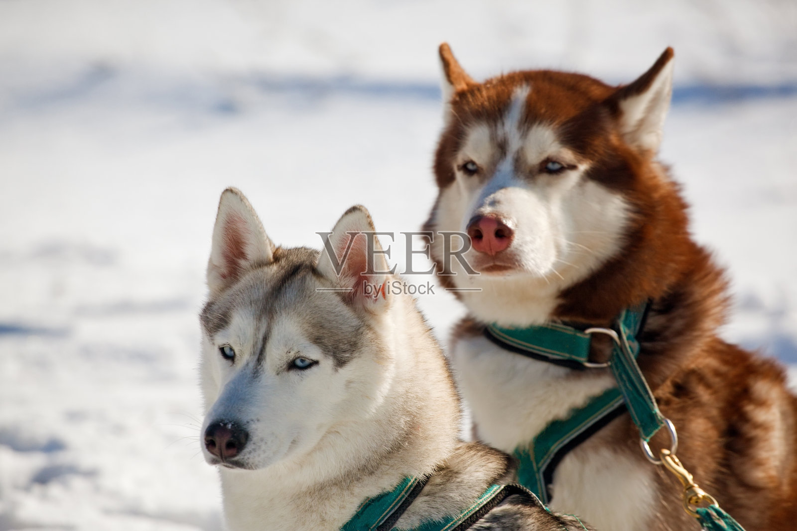沙哑的照片摄影图片