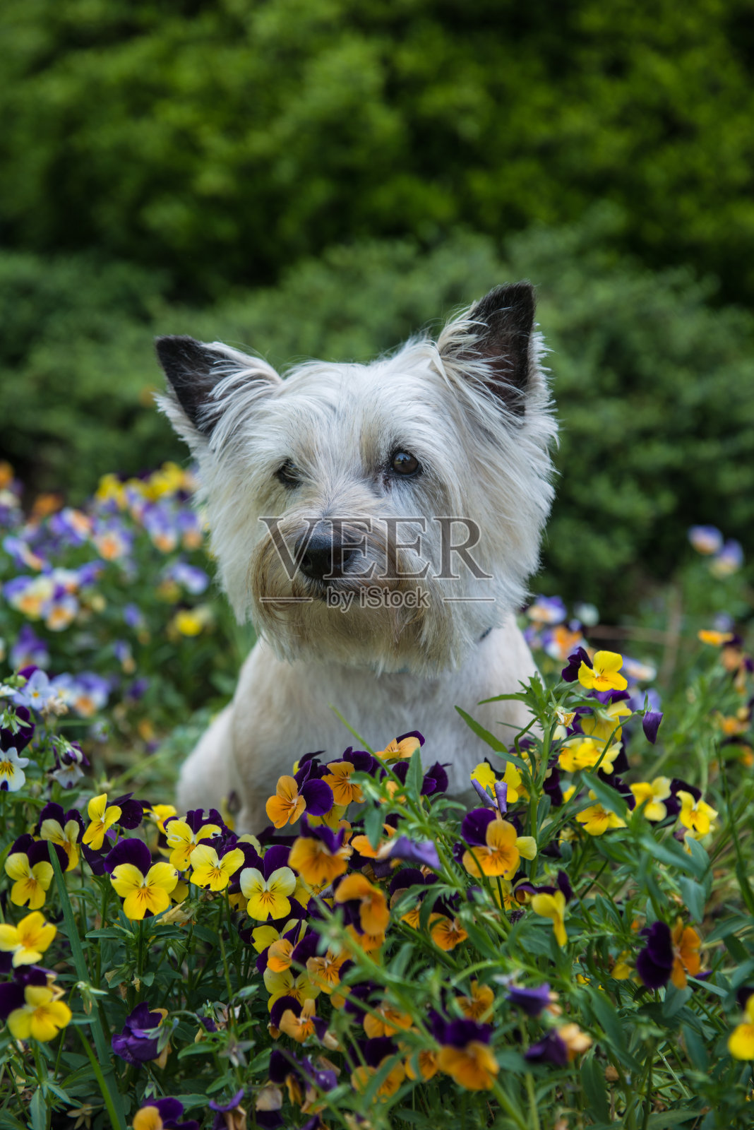 凯恩梗坐在花中照片摄影图片