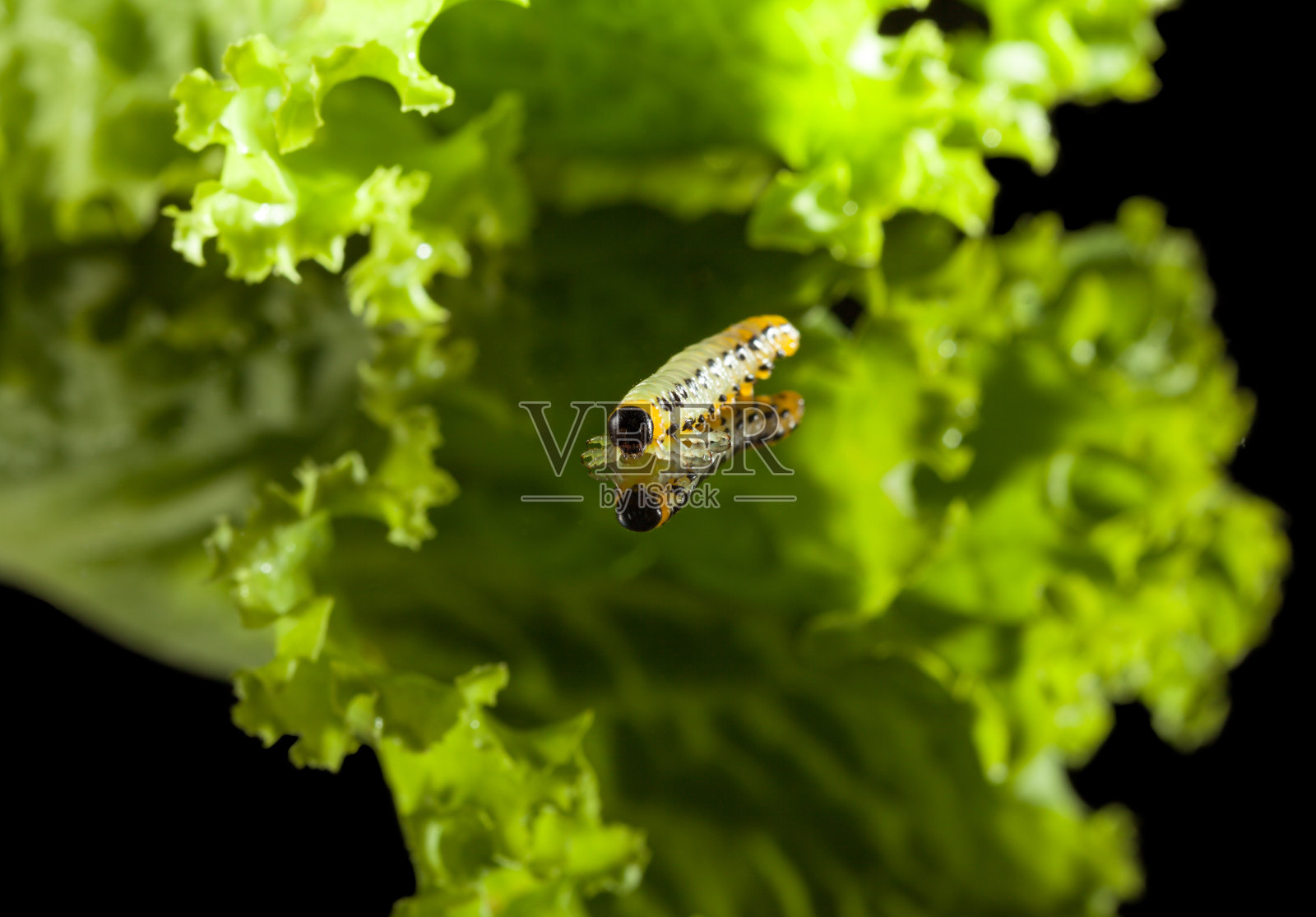 毛虫从叶子上爬下来照片摄影图片