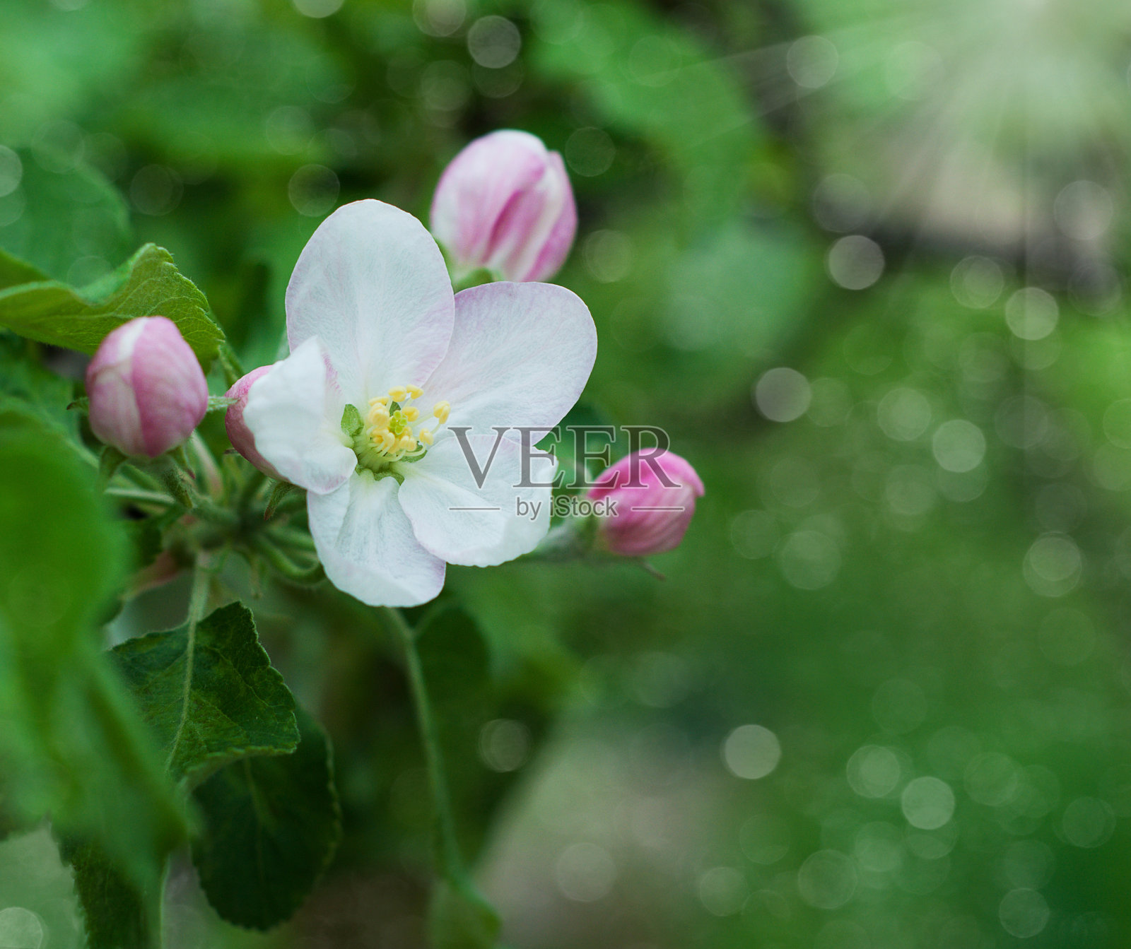 春天的花朵照片摄影图片