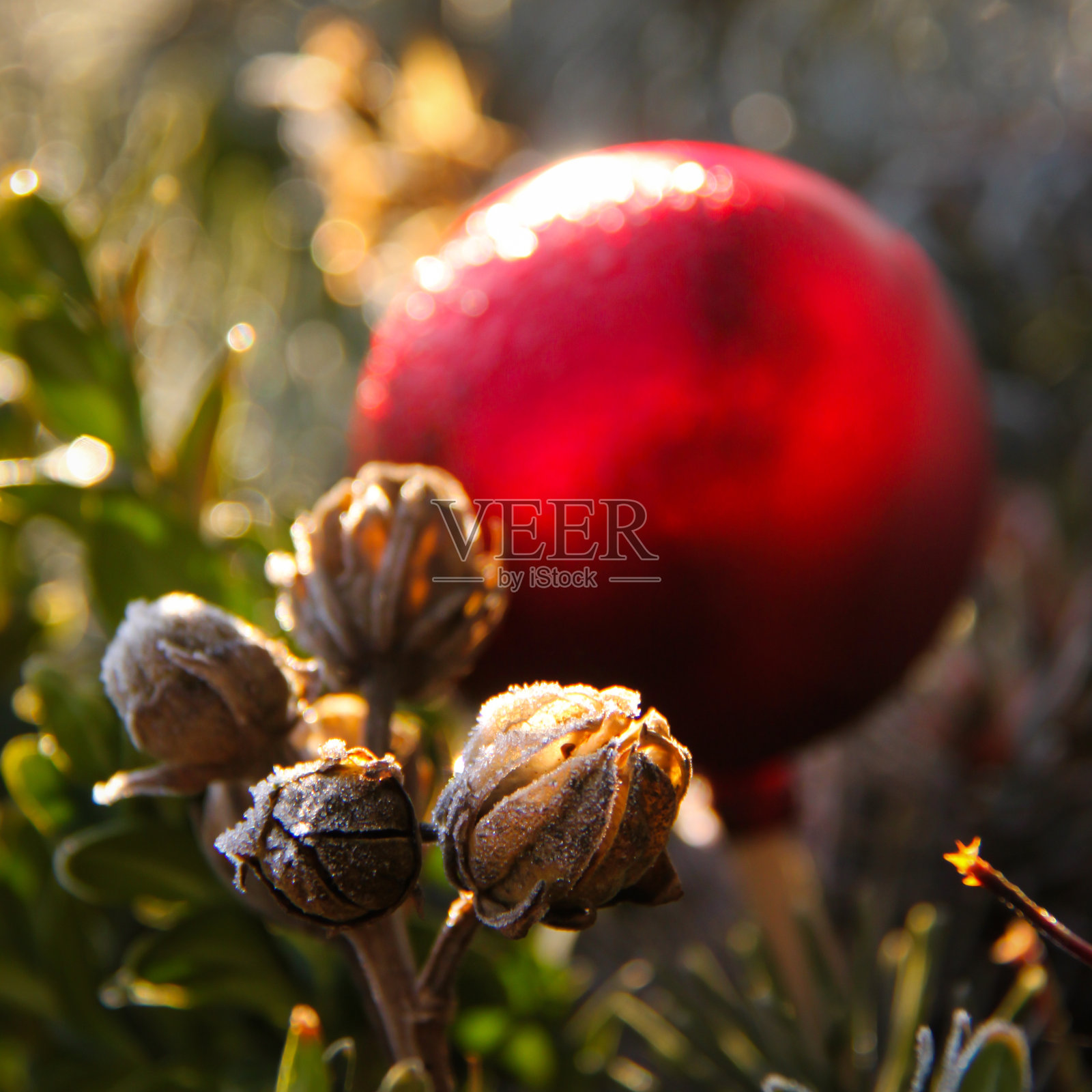 圣诞照片摄影图片