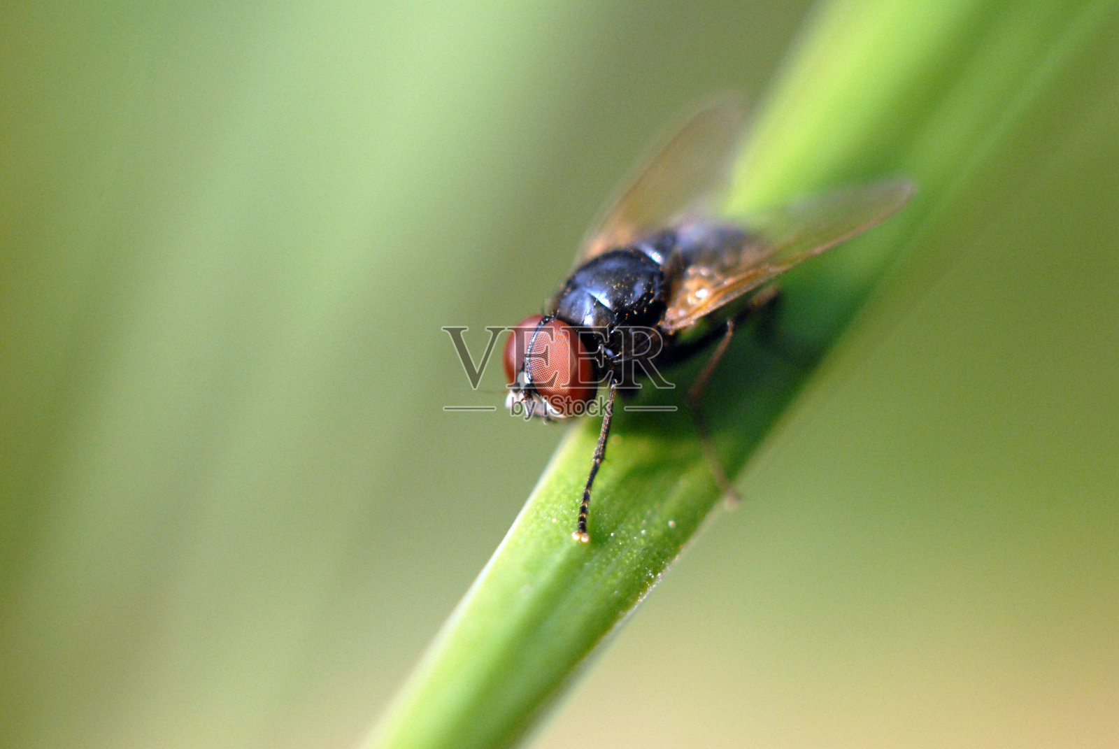 专注于飞行照片摄影图片