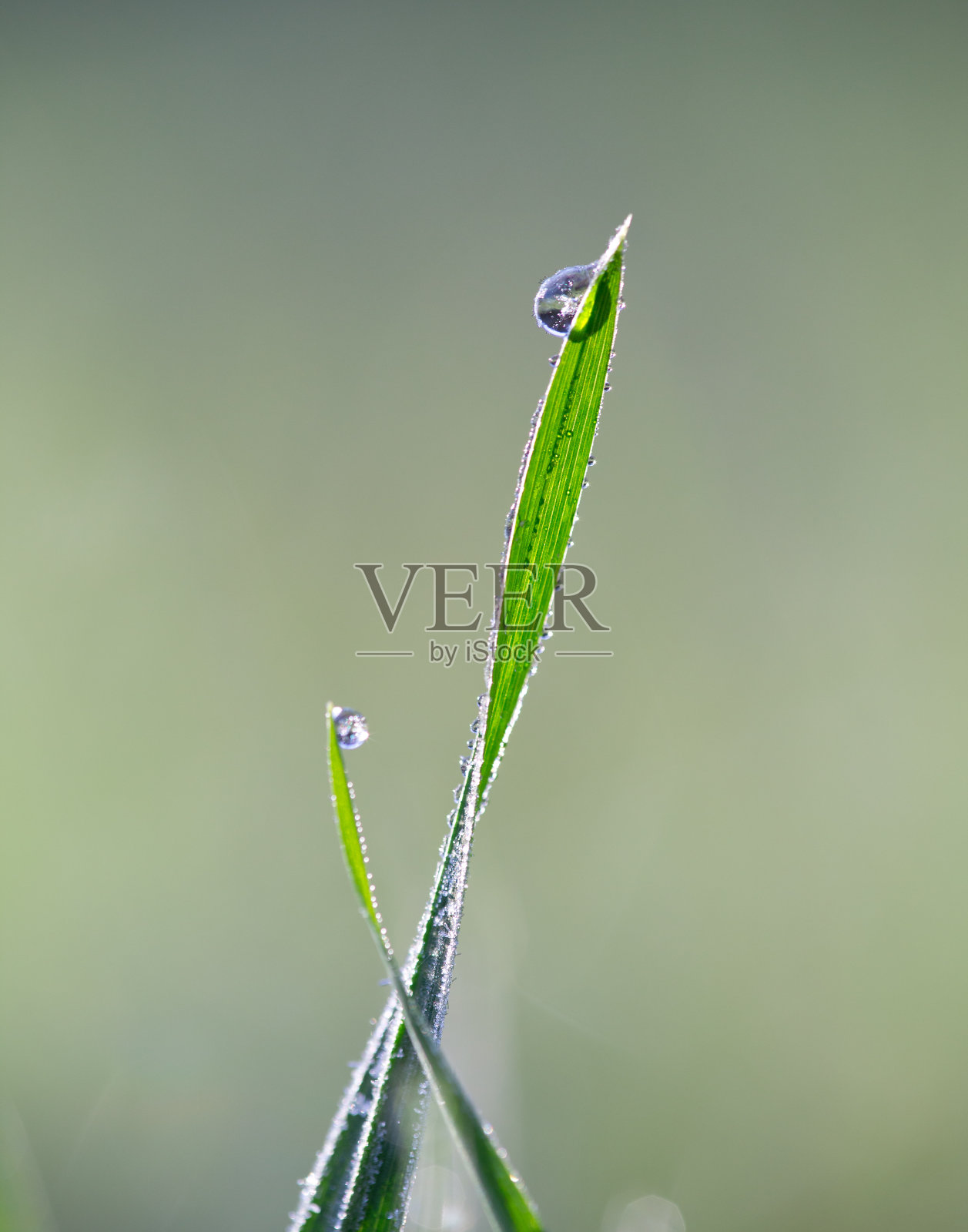 绿草纹理带水珠。照片摄影图片