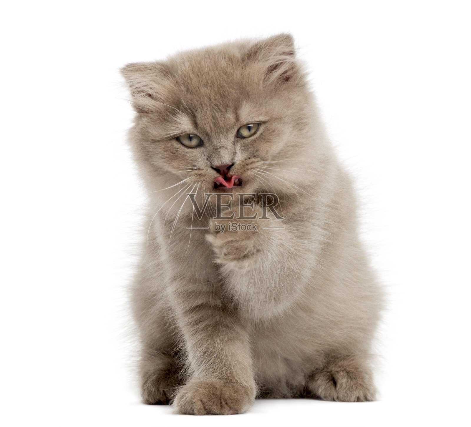 高地折叠小猫坐着，有一洗，孤立上白照片摄影图片