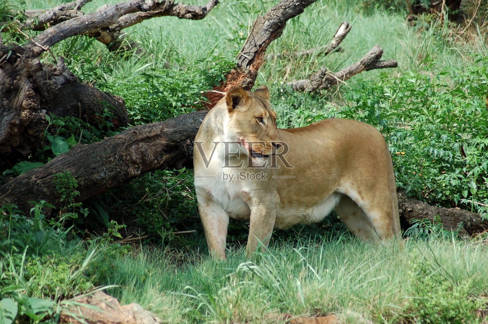 狮子照片摄影图片