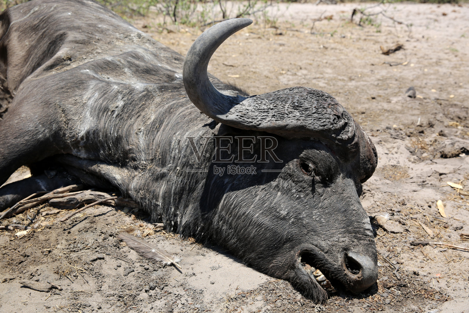 死去的水牛照片摄影图片