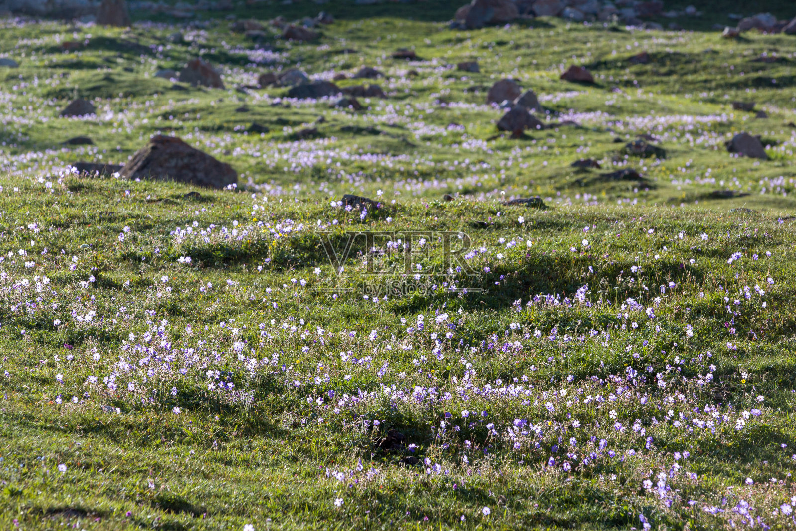 小小的紫色花朵照片摄影图片