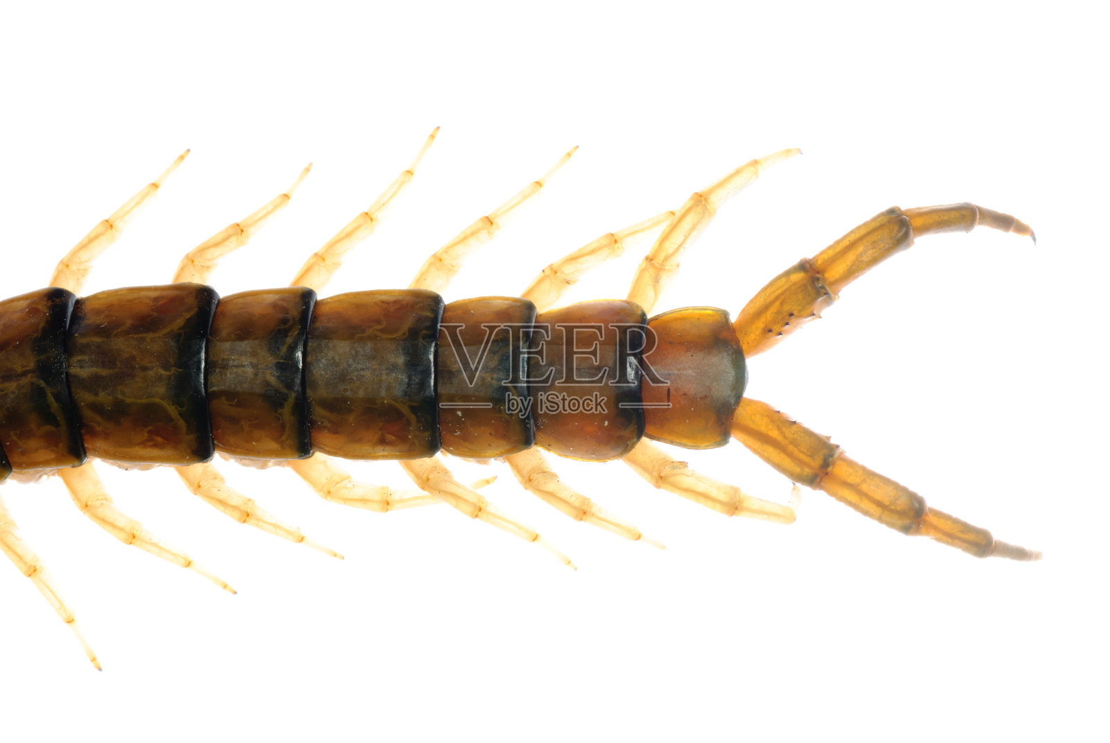 毒蜈蚣照片摄影图片