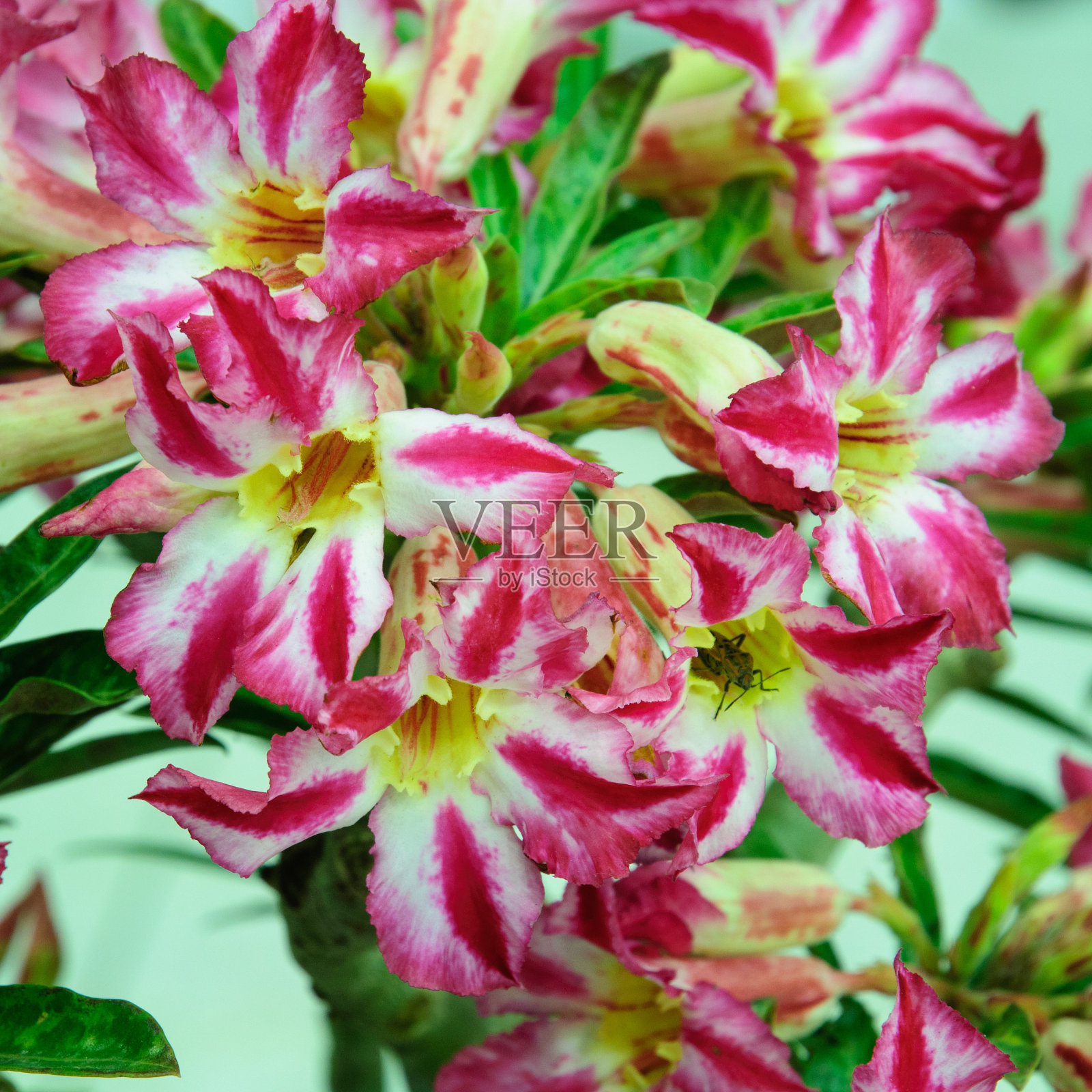 粉红花，沙漠玫瑰或黑斑羚百合照片摄影图片