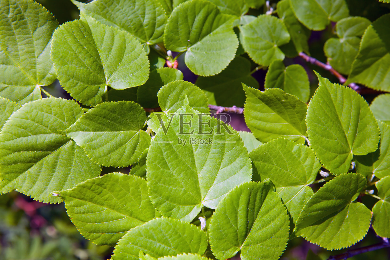 绿色的树叶照片摄影图片