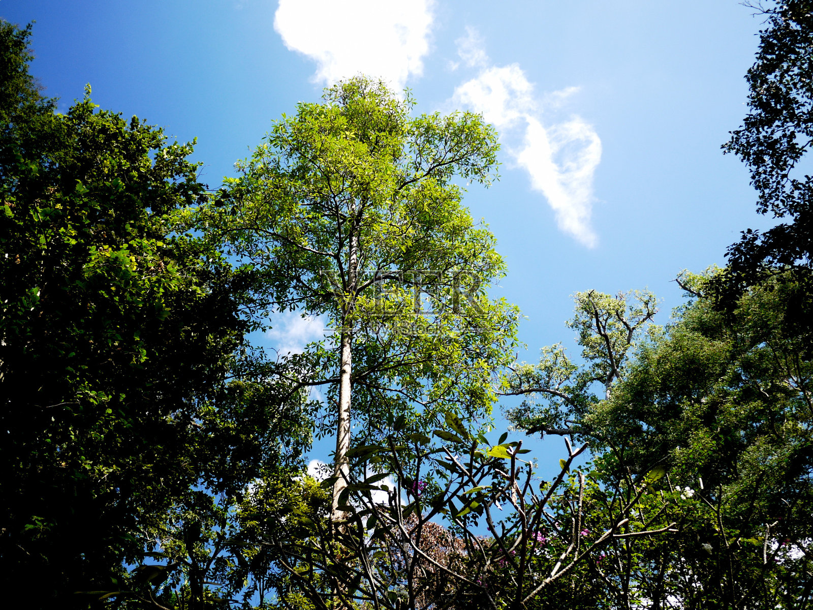 森林里有大树照片摄影图片