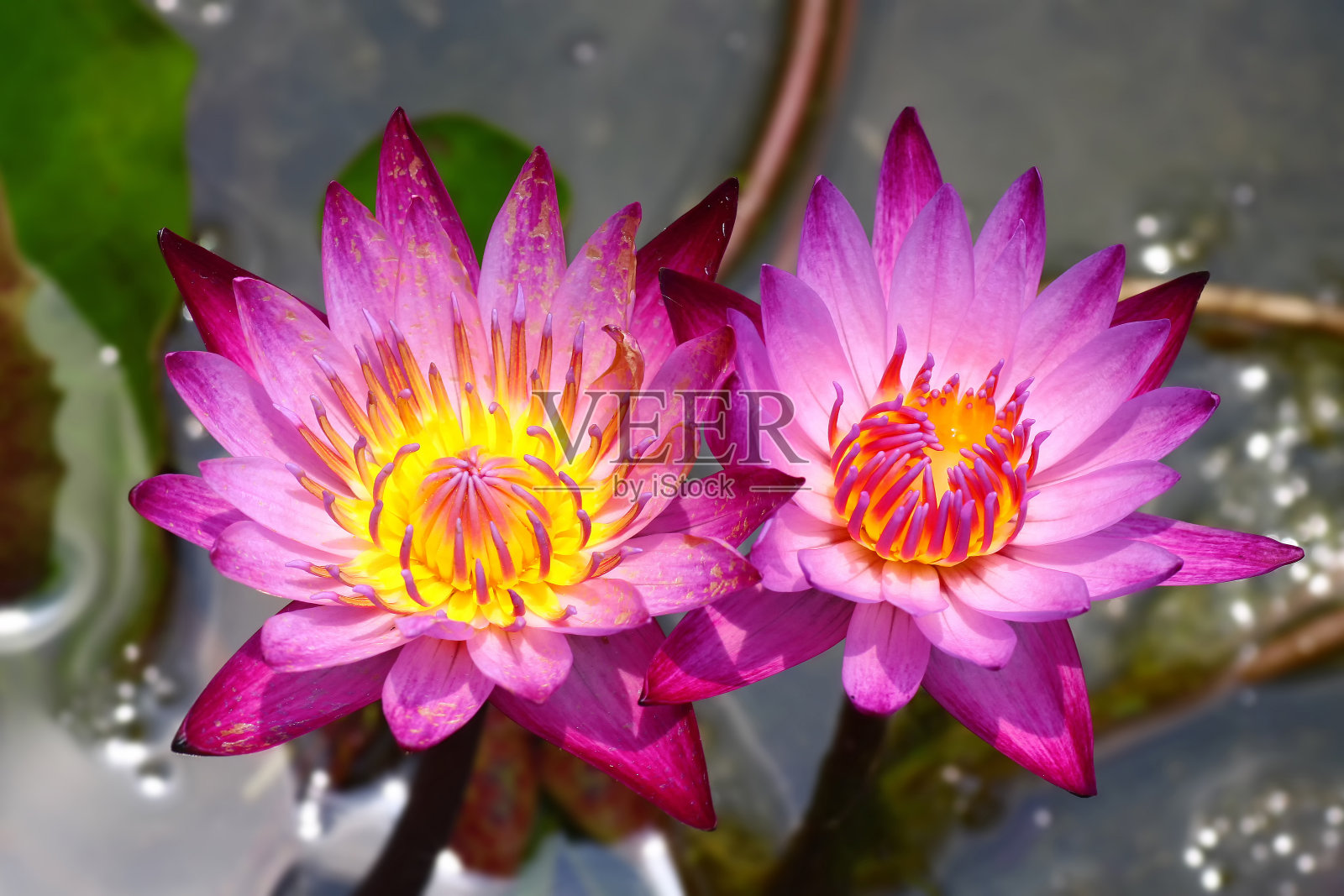 美丽的莲花。照片摄影图片