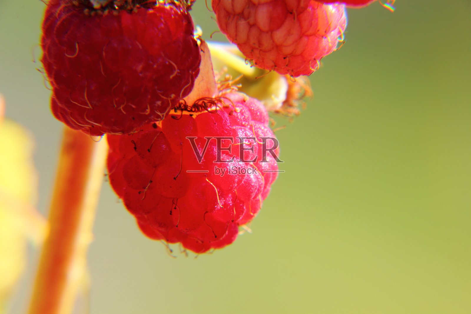 树莓。贝瑞。照片摄影图片