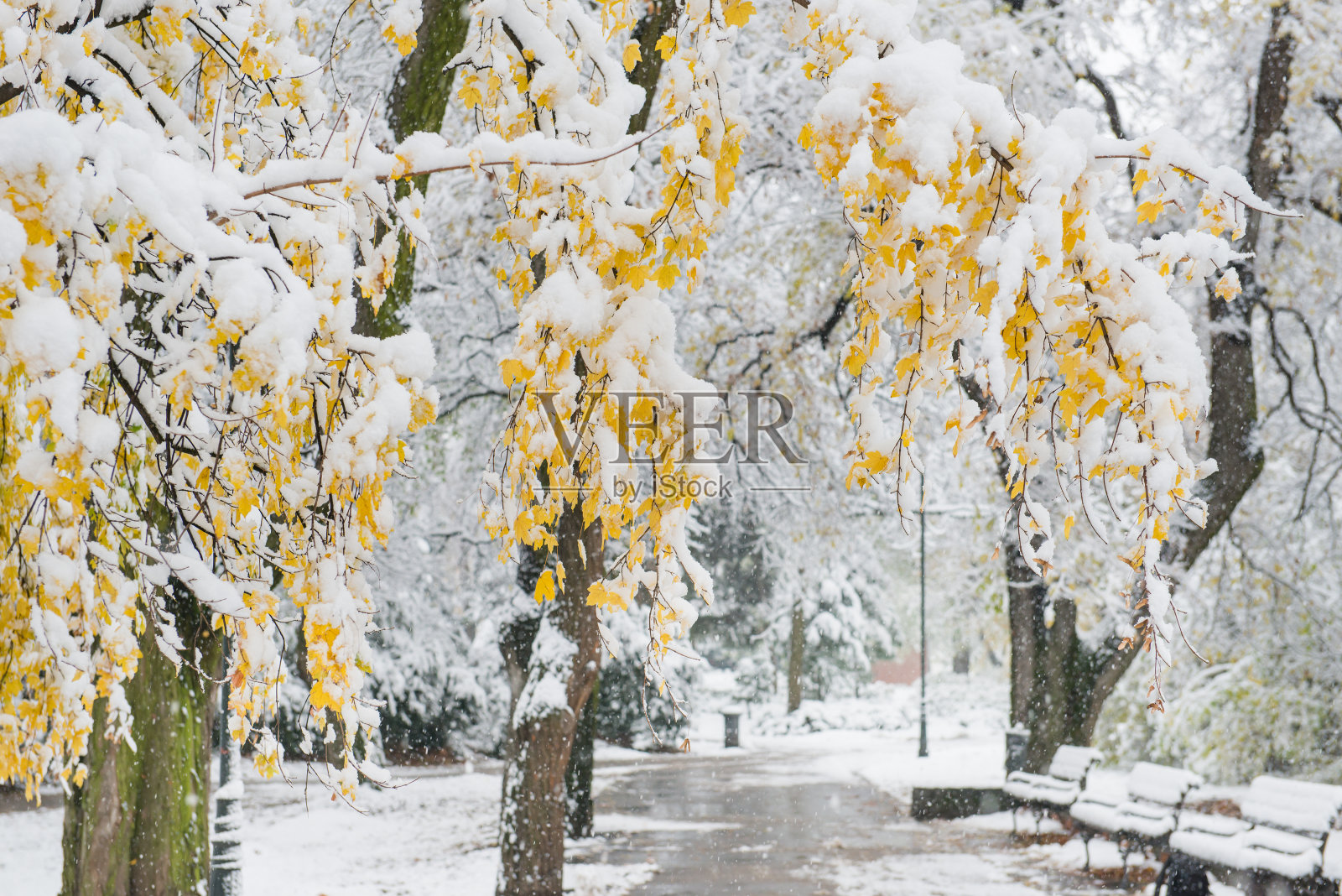 秋天的树叶照片摄影图片