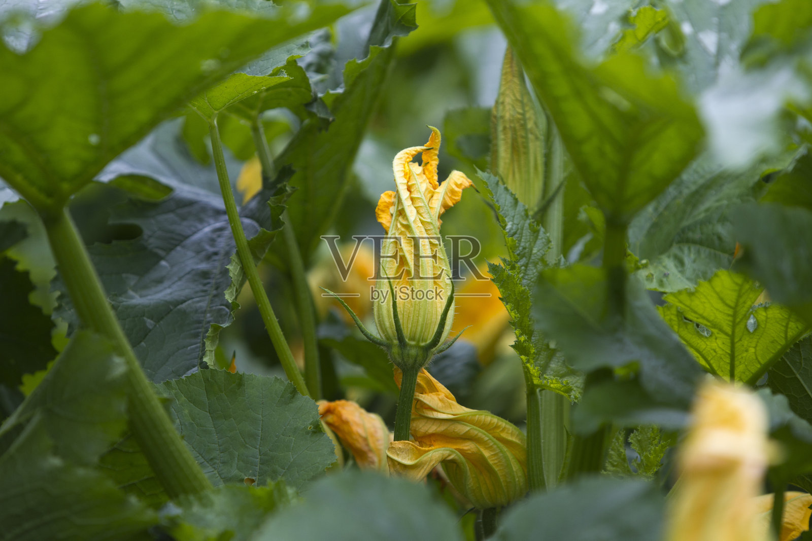 南瓜花照片摄影图片