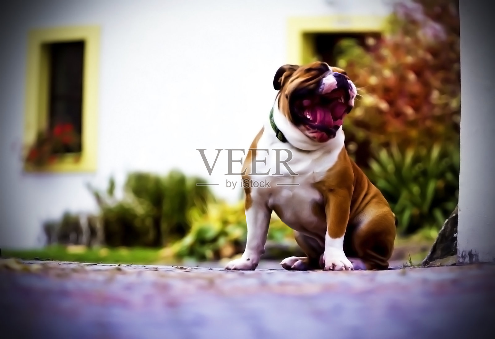 英国牛头犬幽默照片摄影图片