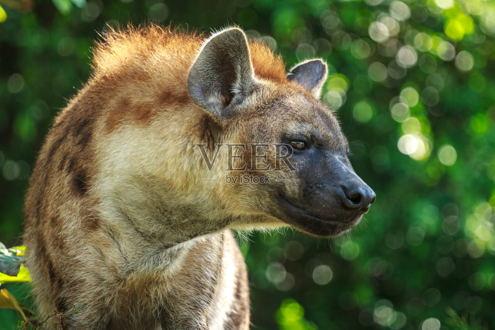 愤怒的鬣狗照片摄影图片