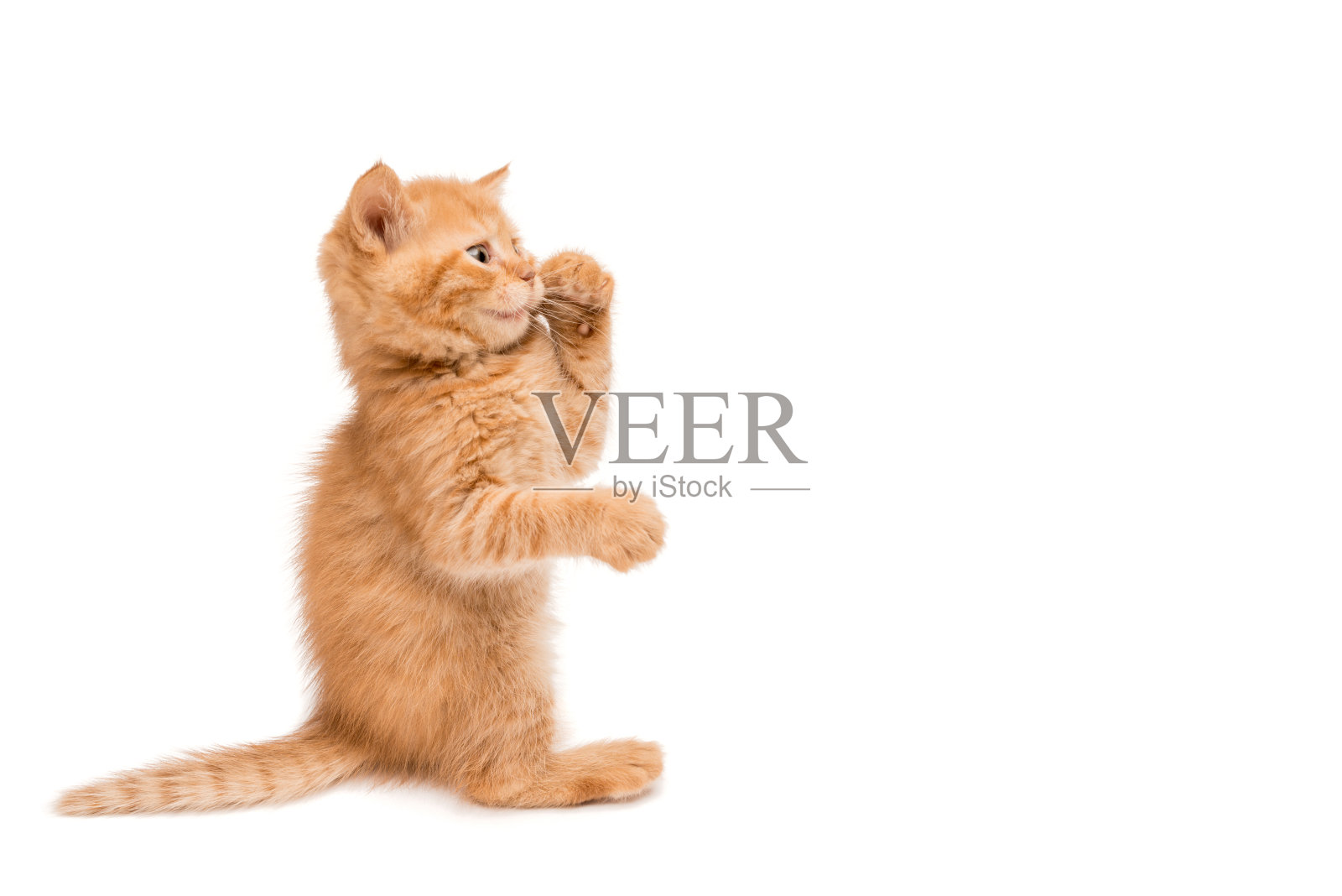 小红猫站着玩照片摄影图片