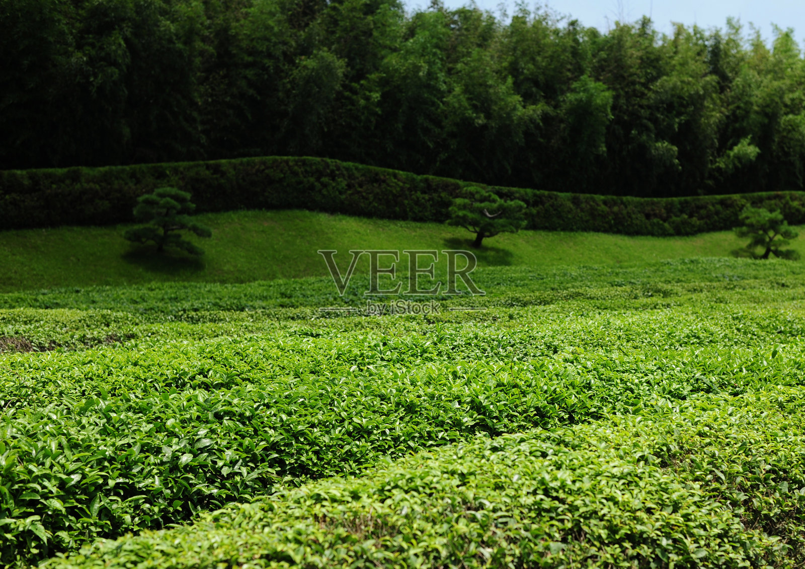 美丽新鲜的绿茶照片摄影图片