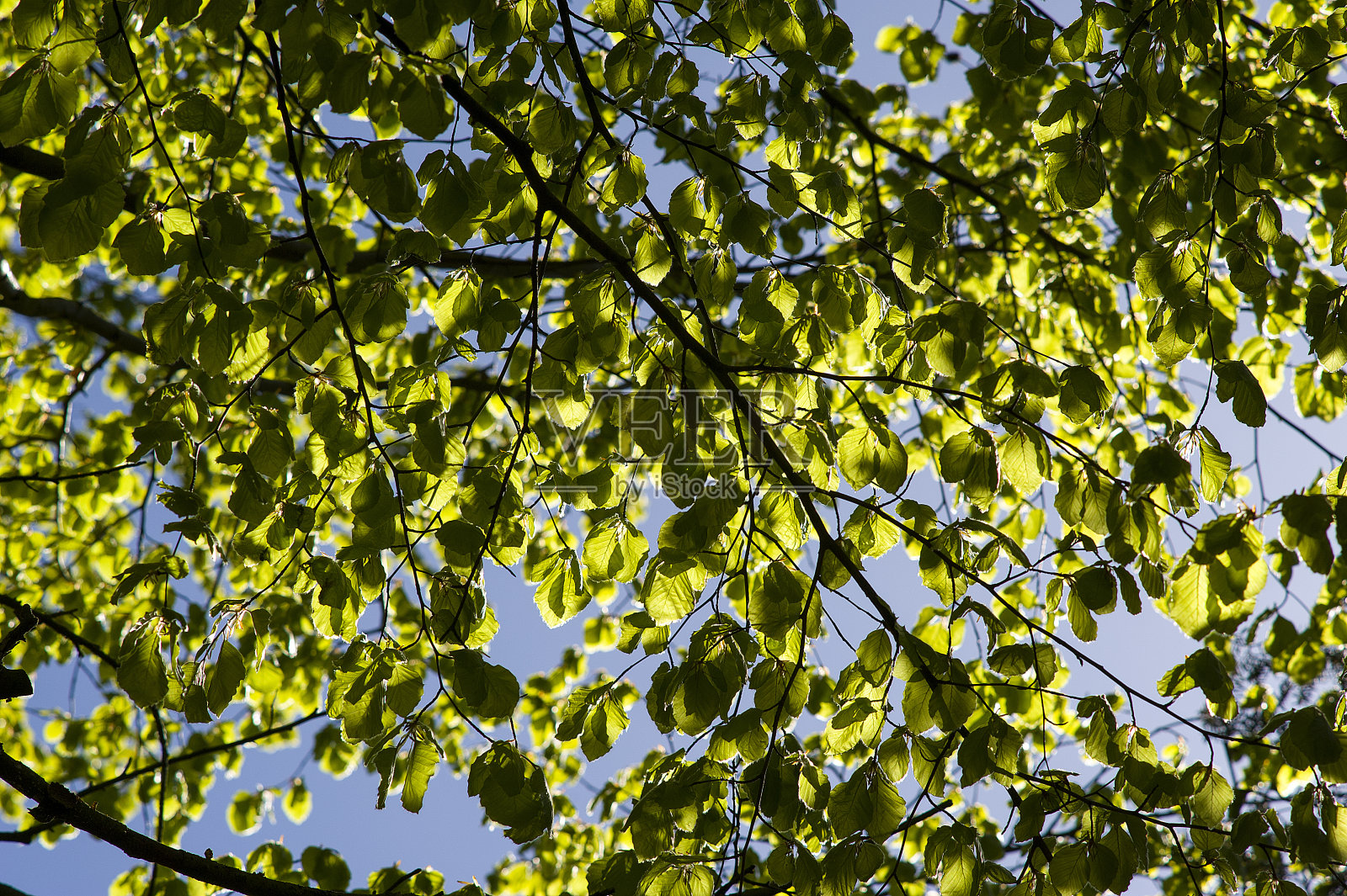 春天的叶子照片摄影图片