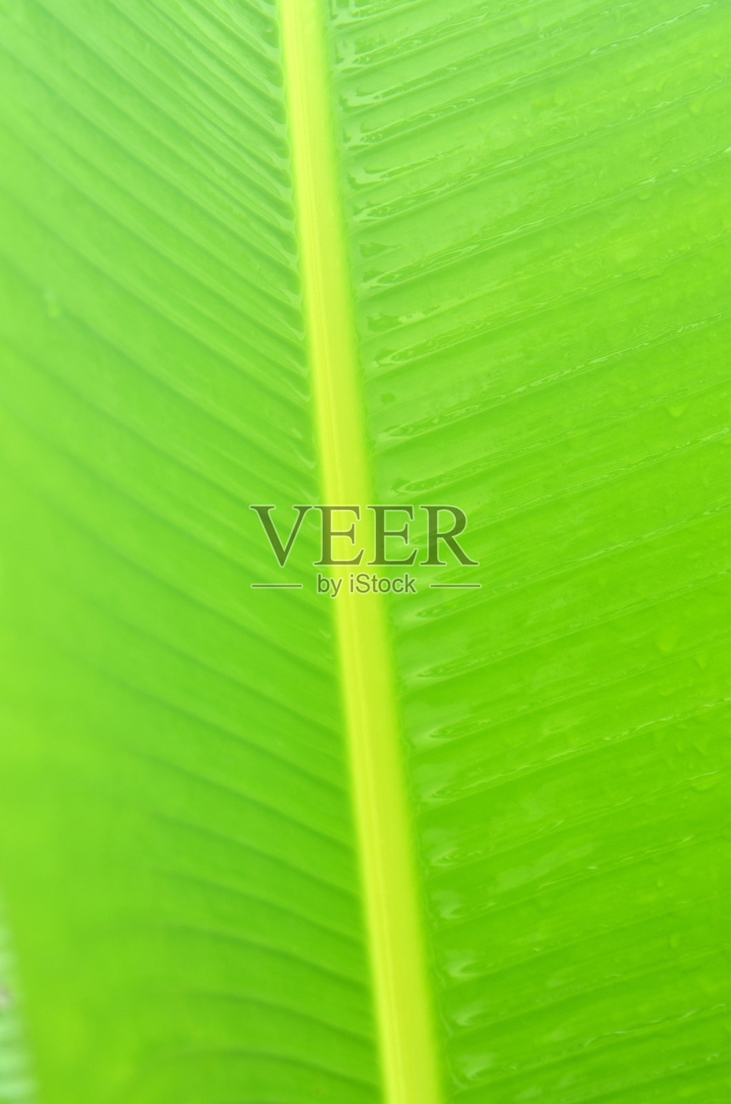 巴南区叶照片摄影图片