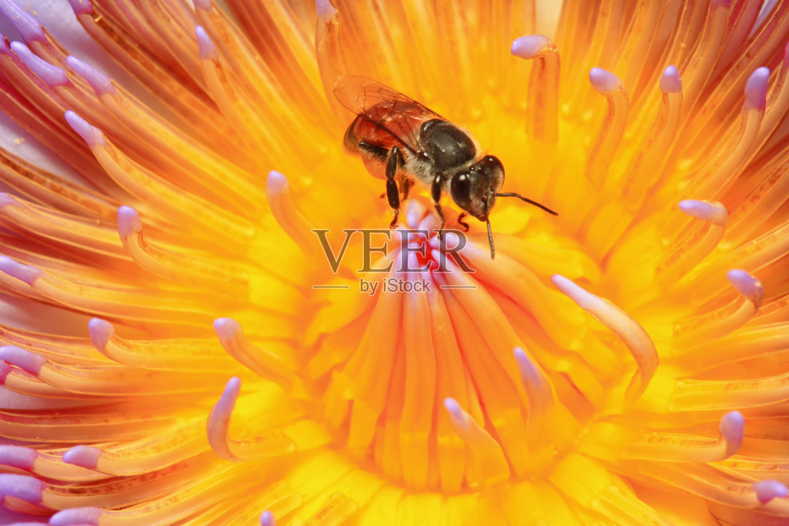 以蜜蜂为食的百合花粉。照片摄影图片