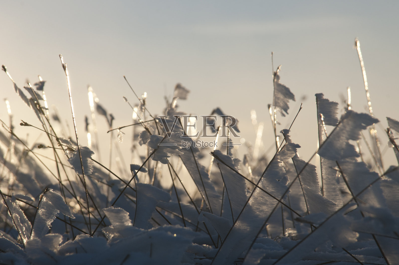 日落时植物结霜了照片摄影图片