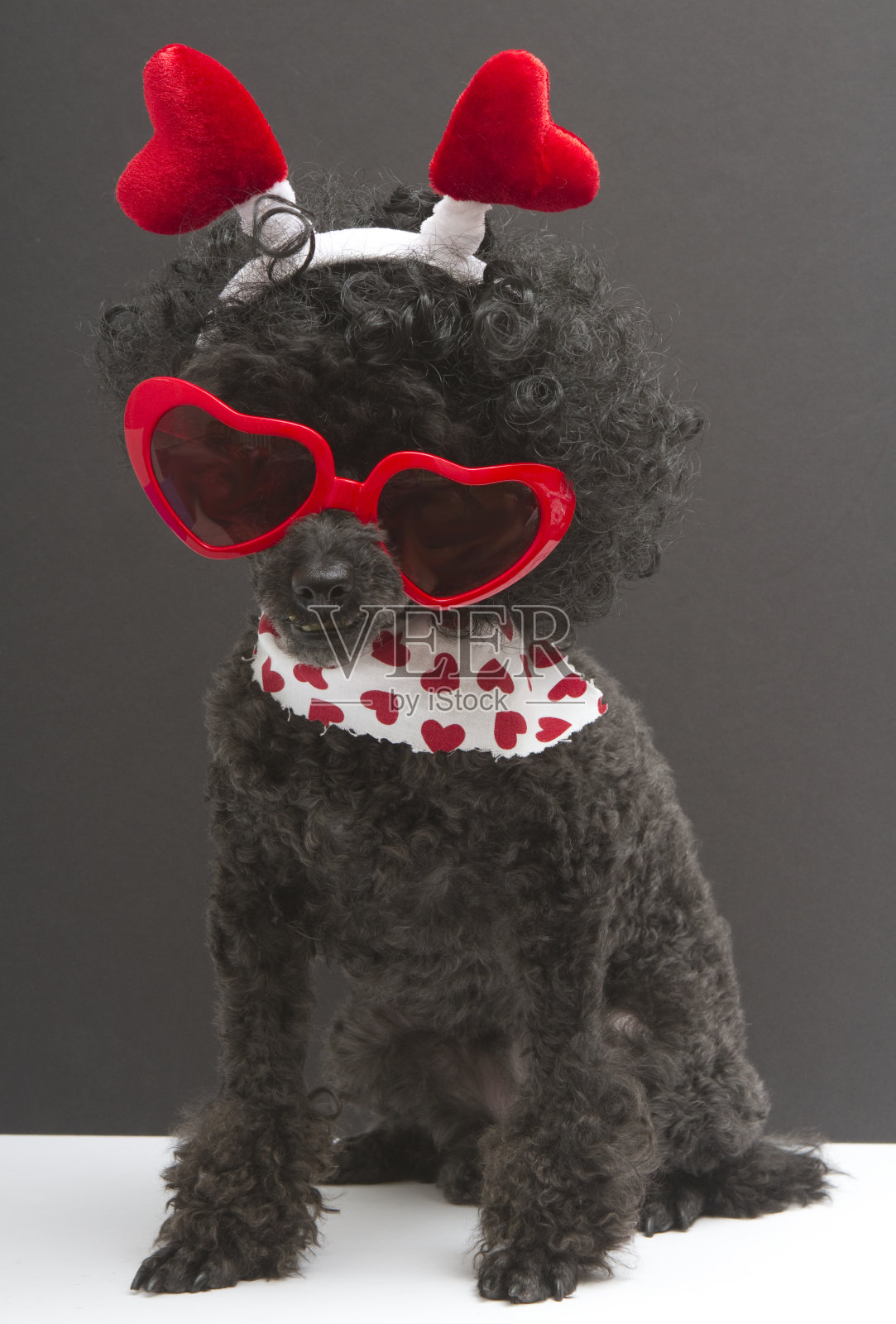 一只小狗身上有很多爱心照片摄影图片