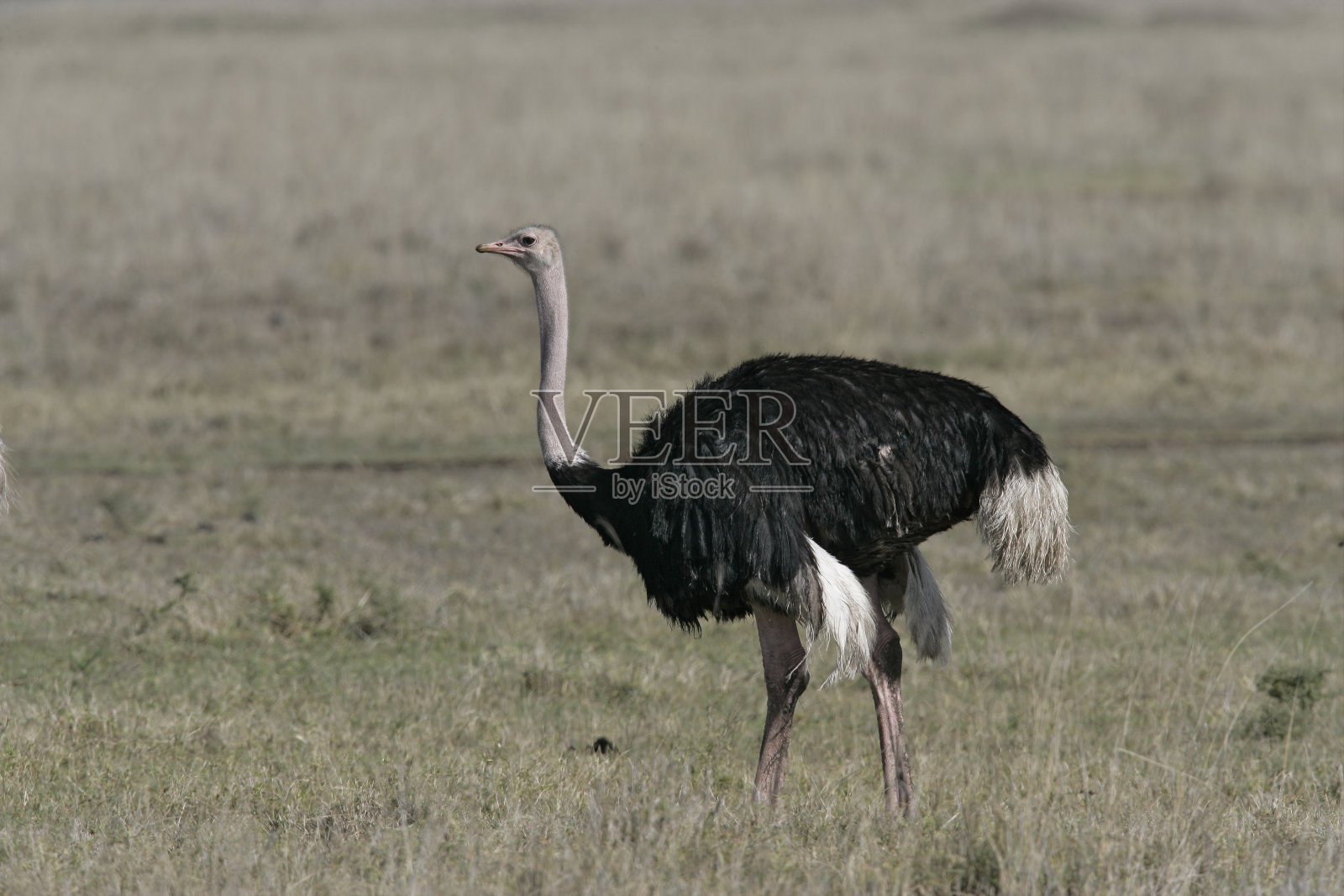 鸵鸟、Struthio camelus照片摄影图片