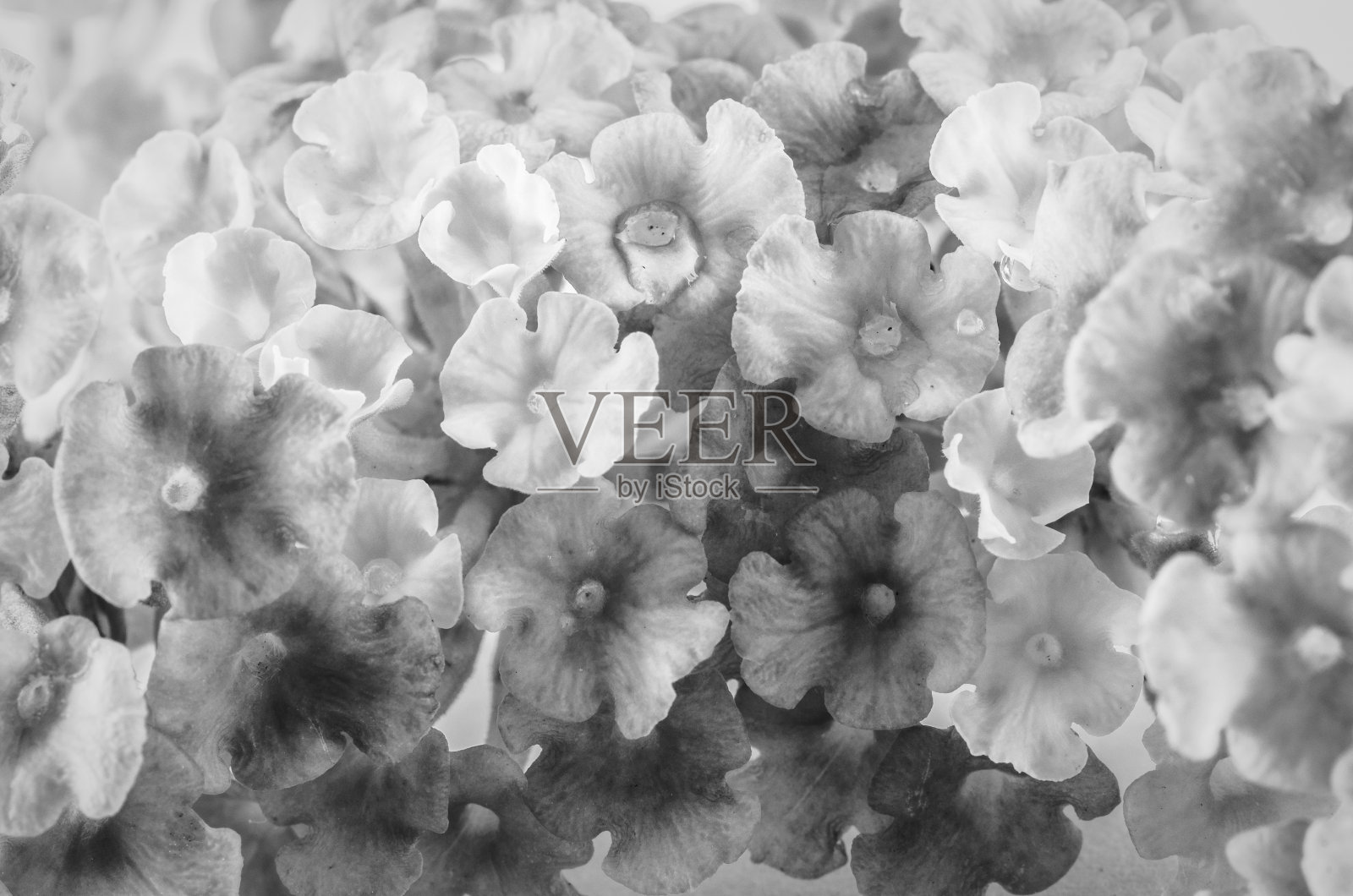 黑白花照片摄影图片