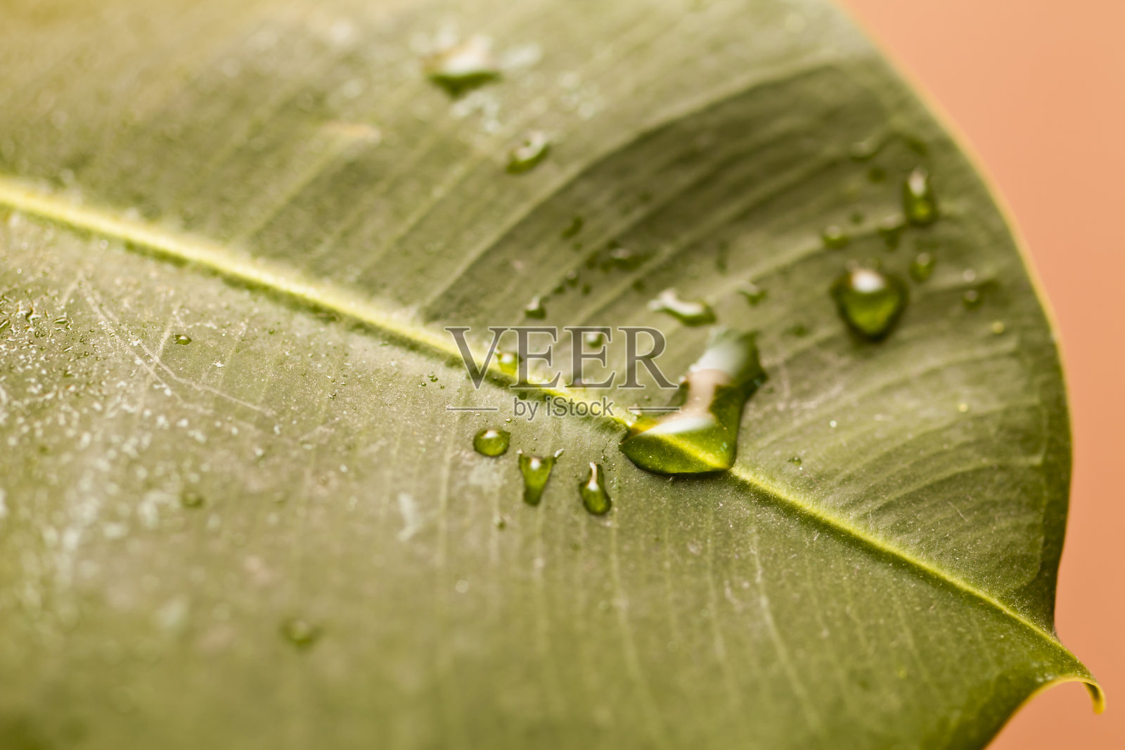 绿色的叶子照片摄影图片