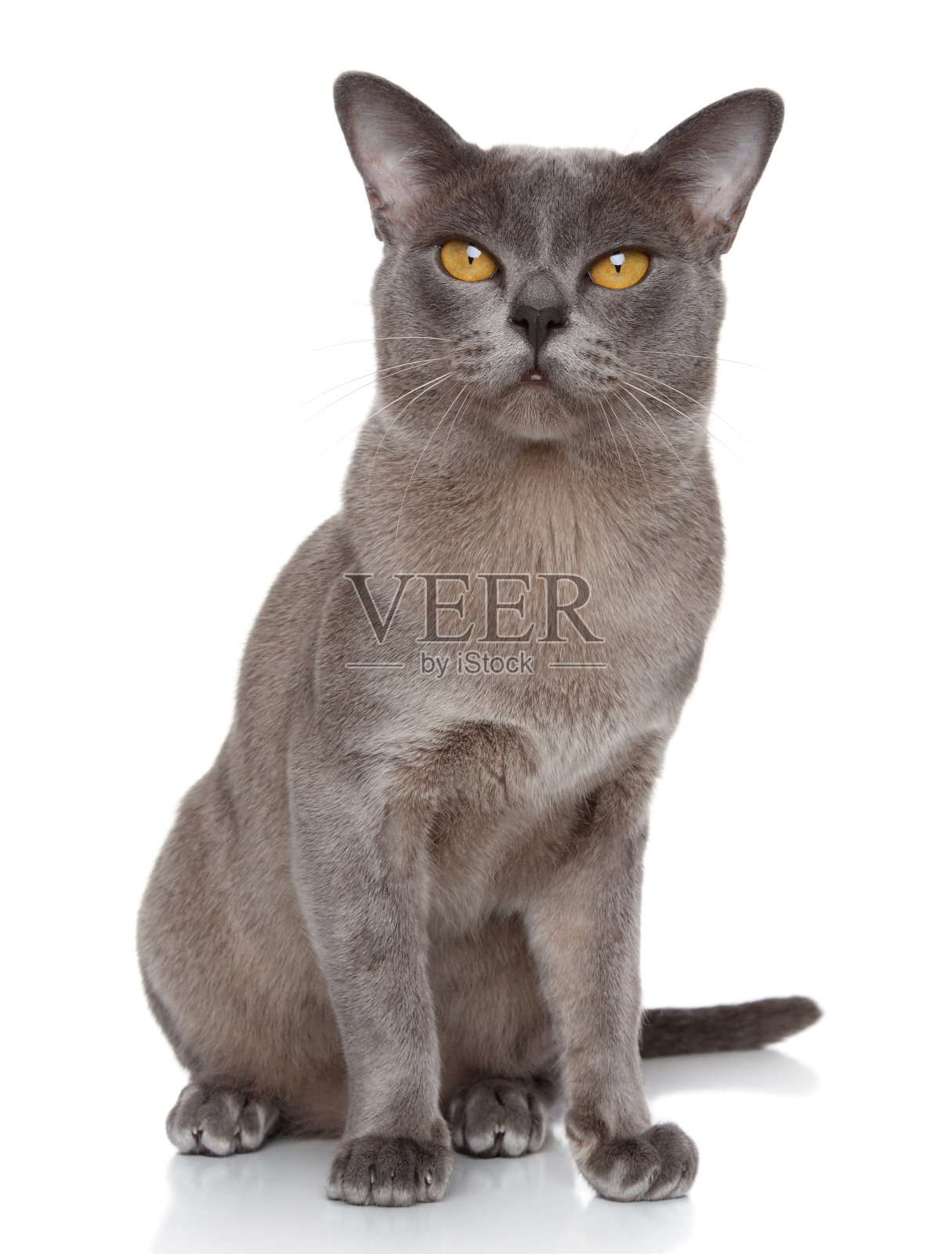 缅甸猫的肖像照片摄影图片