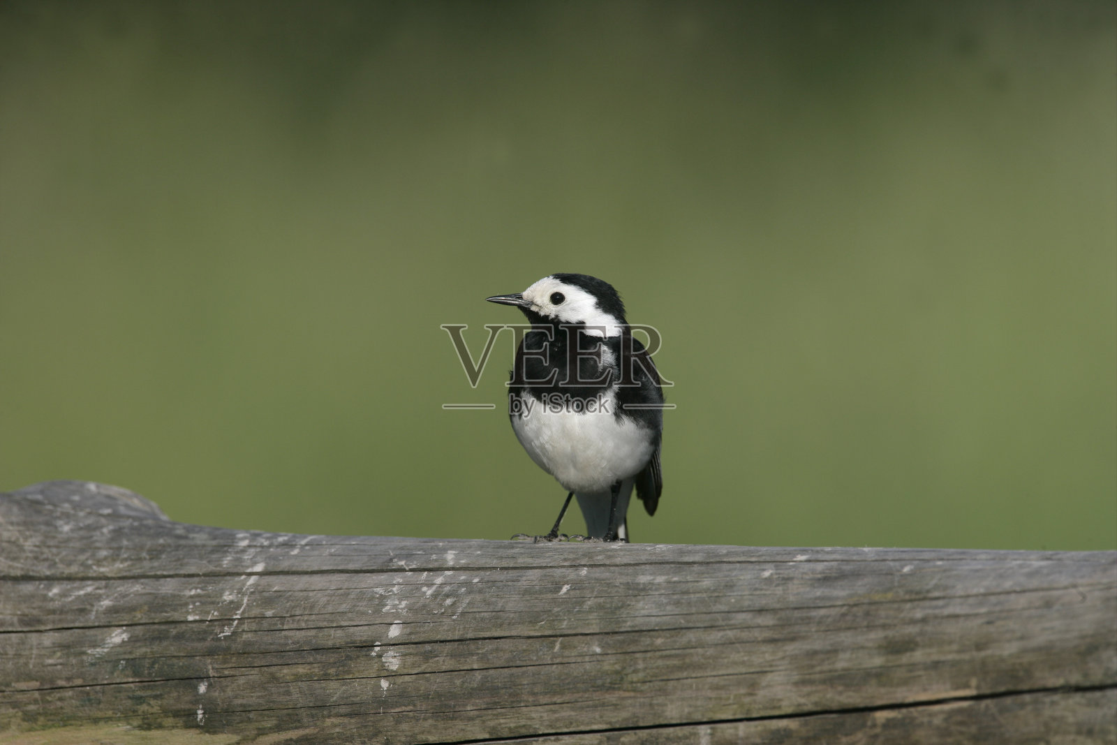 斑马鹬，Motacilla alba yarrellii，照片摄影图片