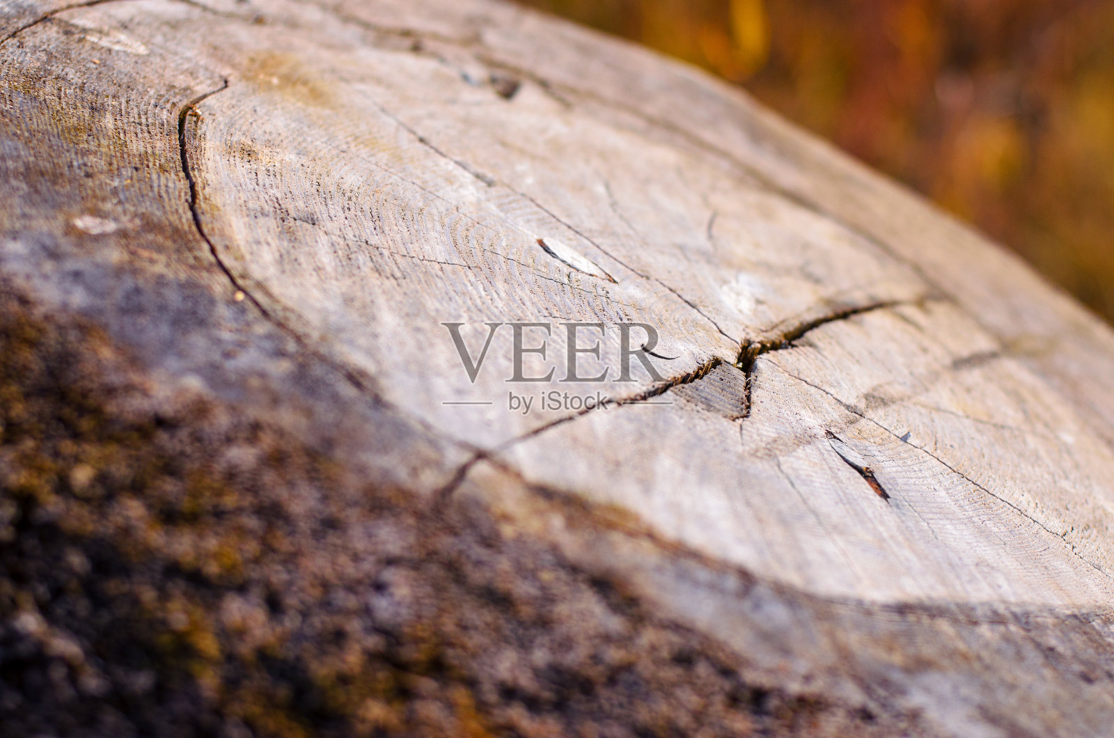 古老的树桩。照片摄影图片