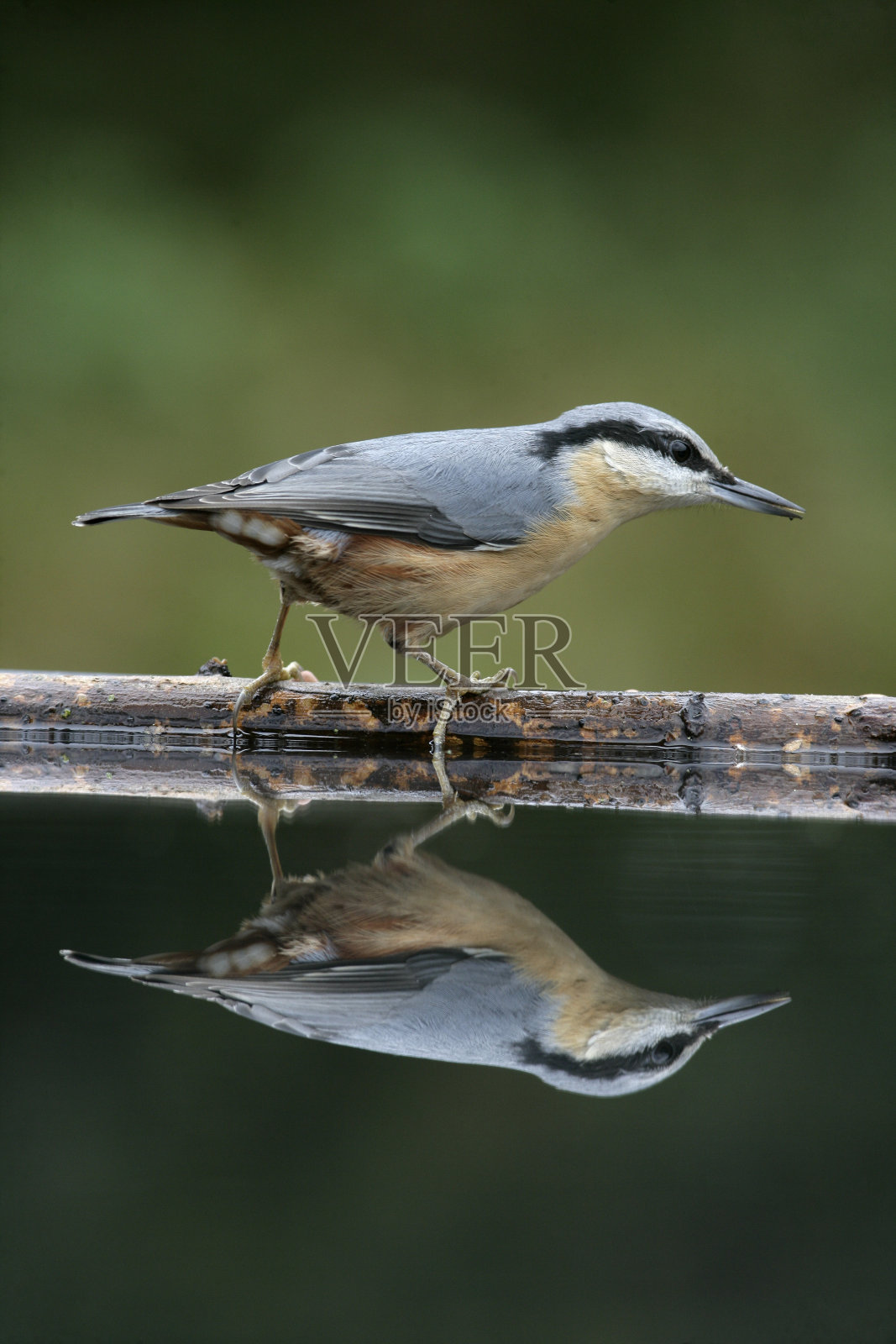 五子雀,Sitta欧洲公司照片摄影图片