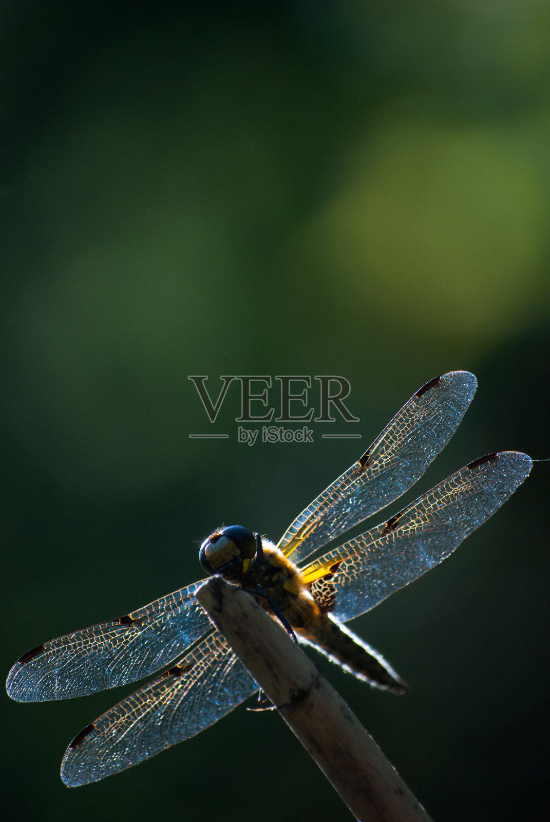 蜻蜓在树枝照片摄影图片