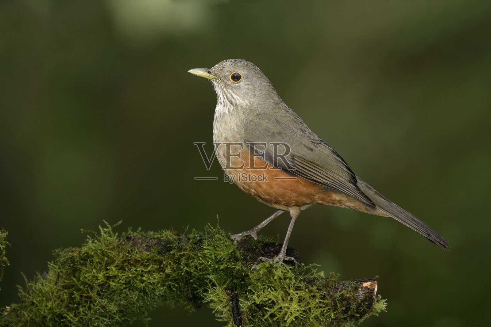 红腹画眉，Turdus rufiventris照片摄影图片