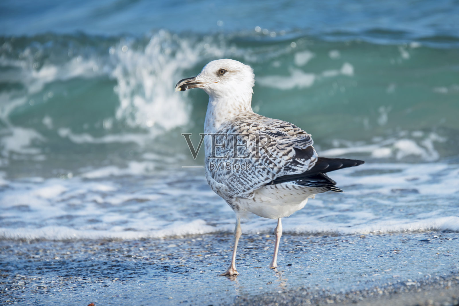 大海鸟照片摄影图片