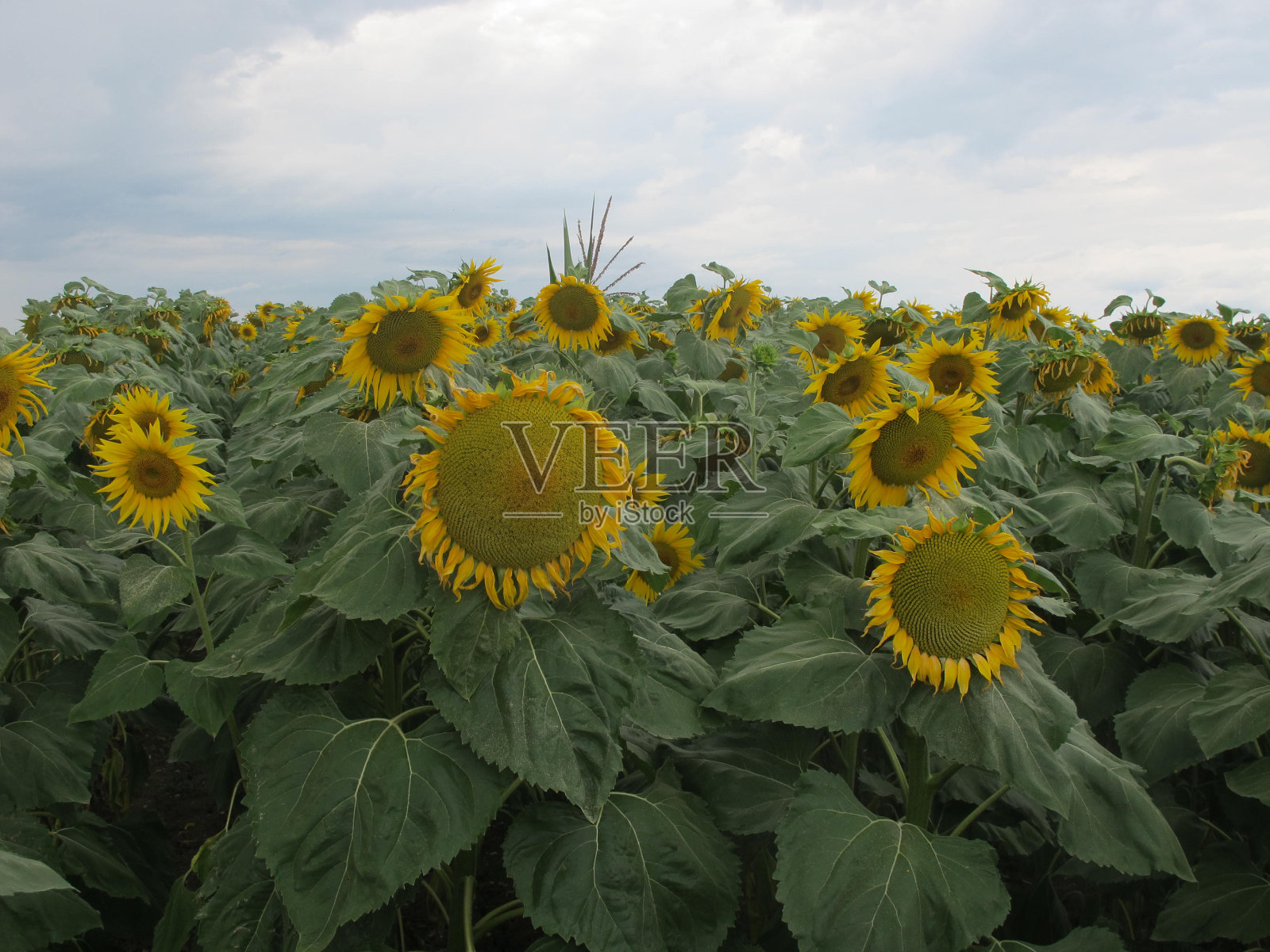 向日葵照片摄影图片
