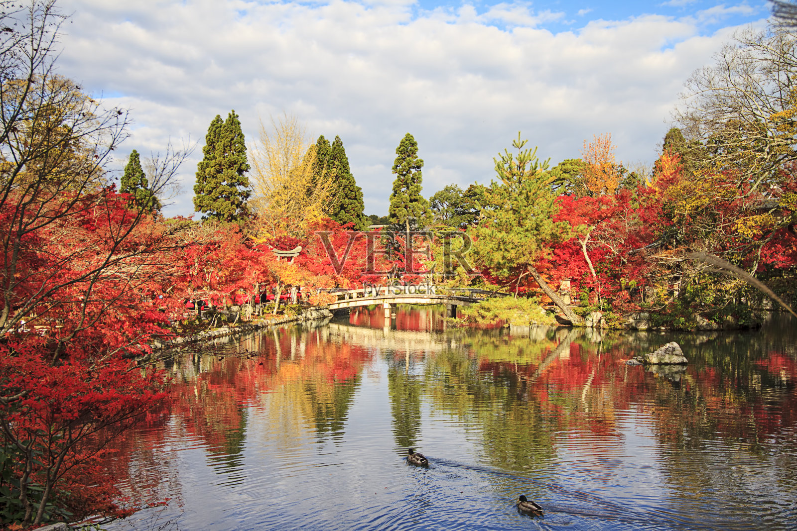 秋季日本花园与枫树照片摄影图片