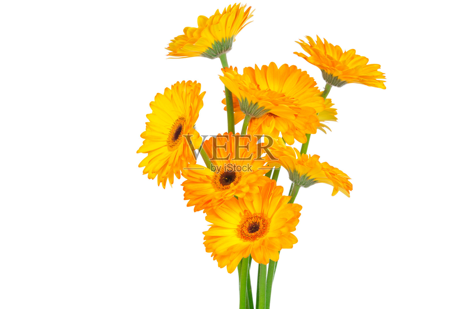 一束戈柏花照片摄影图片