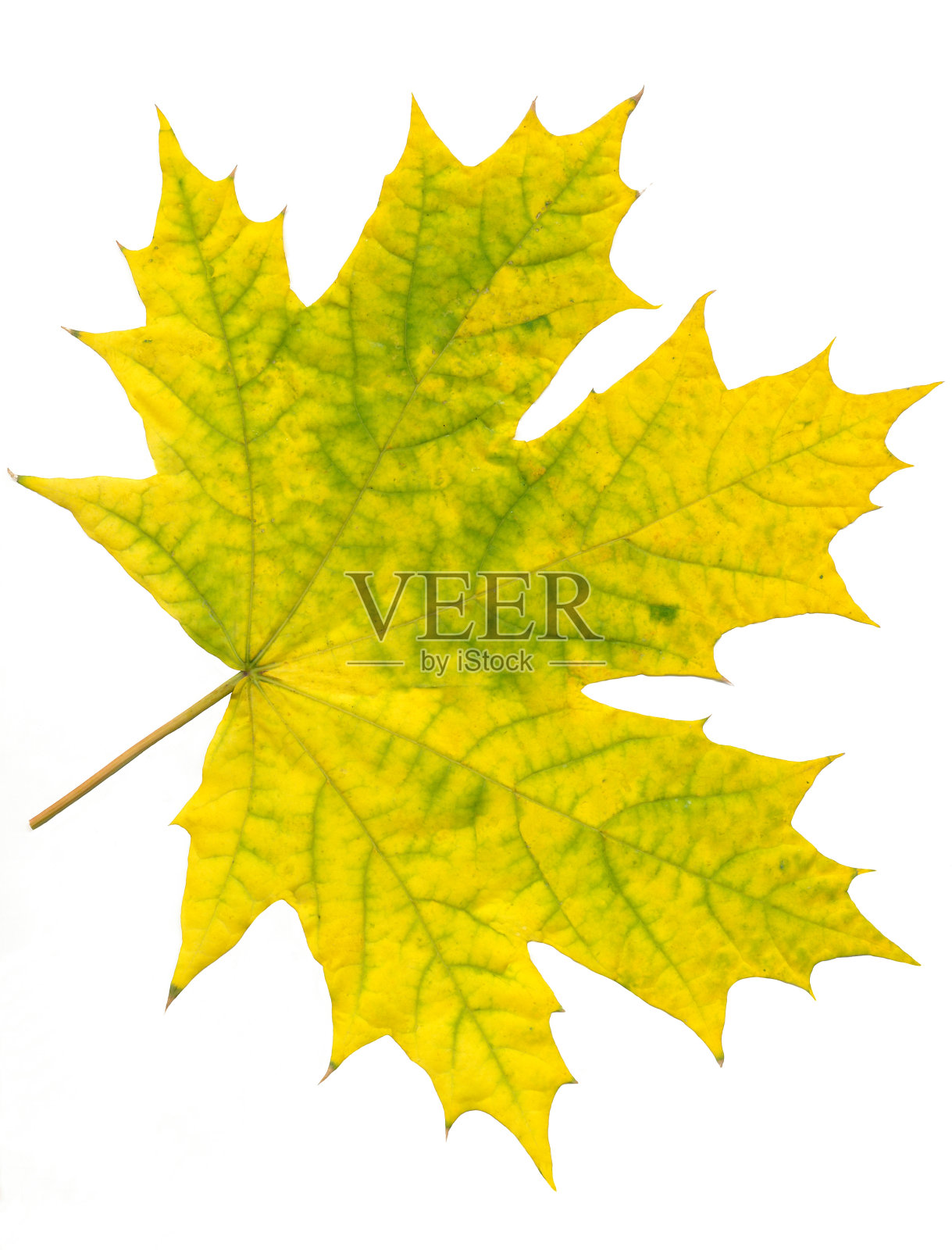 秋天枫树的叶子黄绿相间照片摄影图片