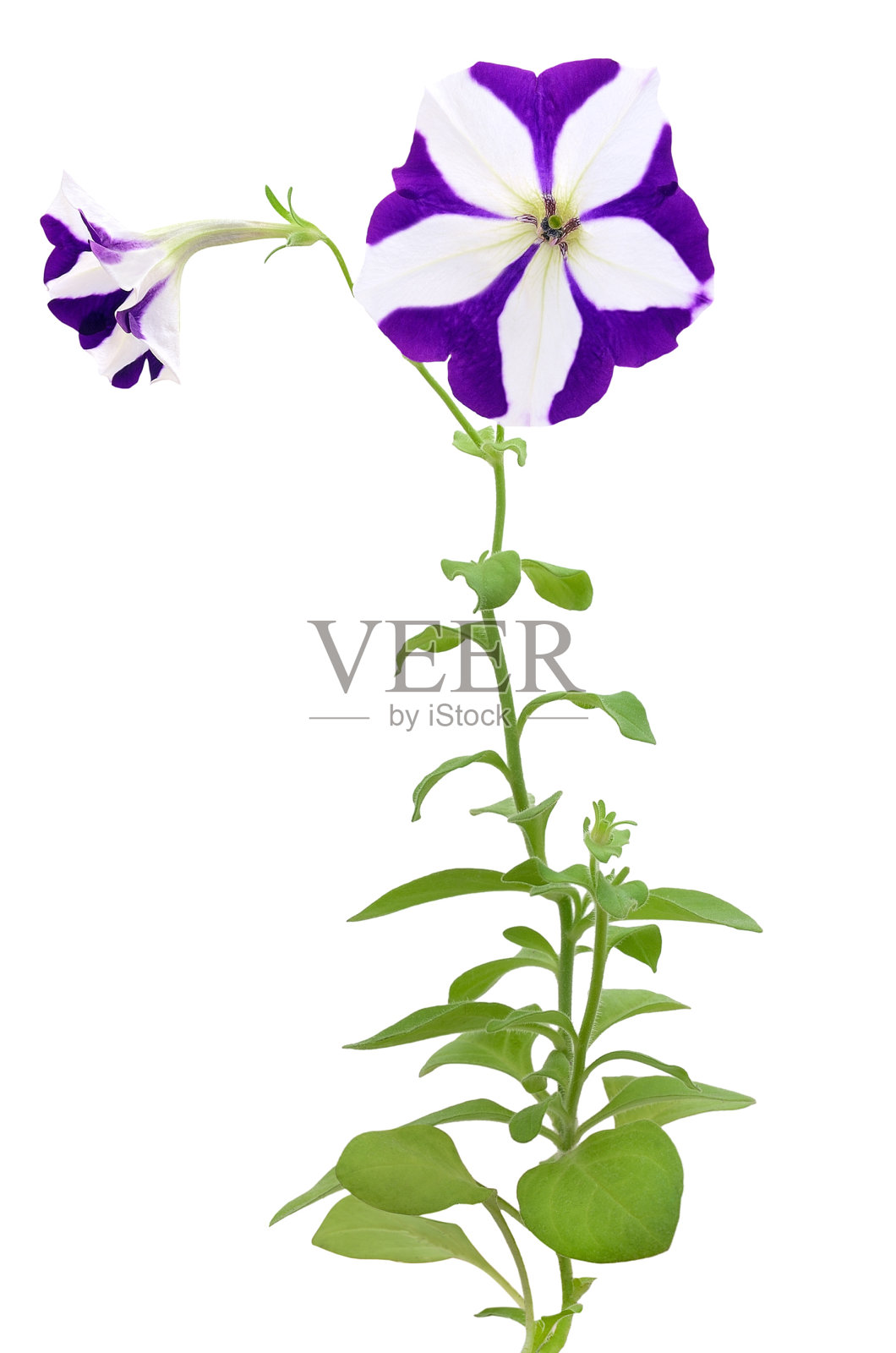 佩妮花照片摄影图片