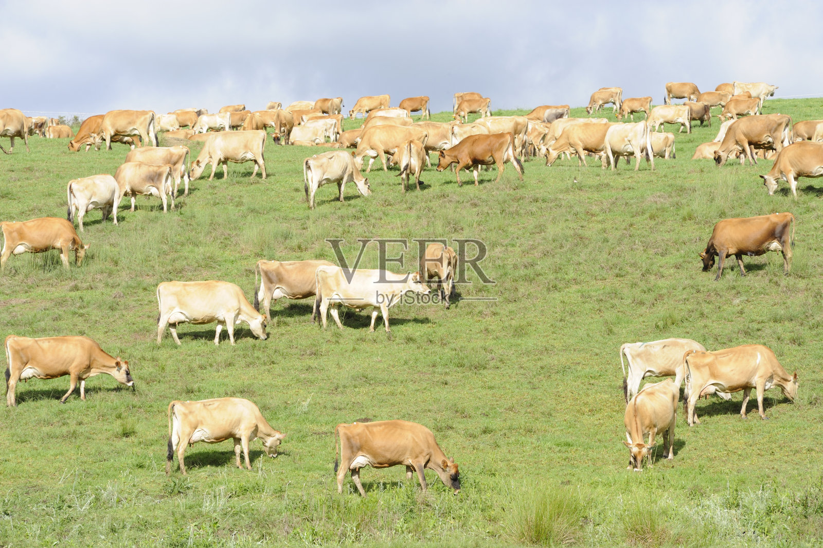 奶牛场照片摄影图片