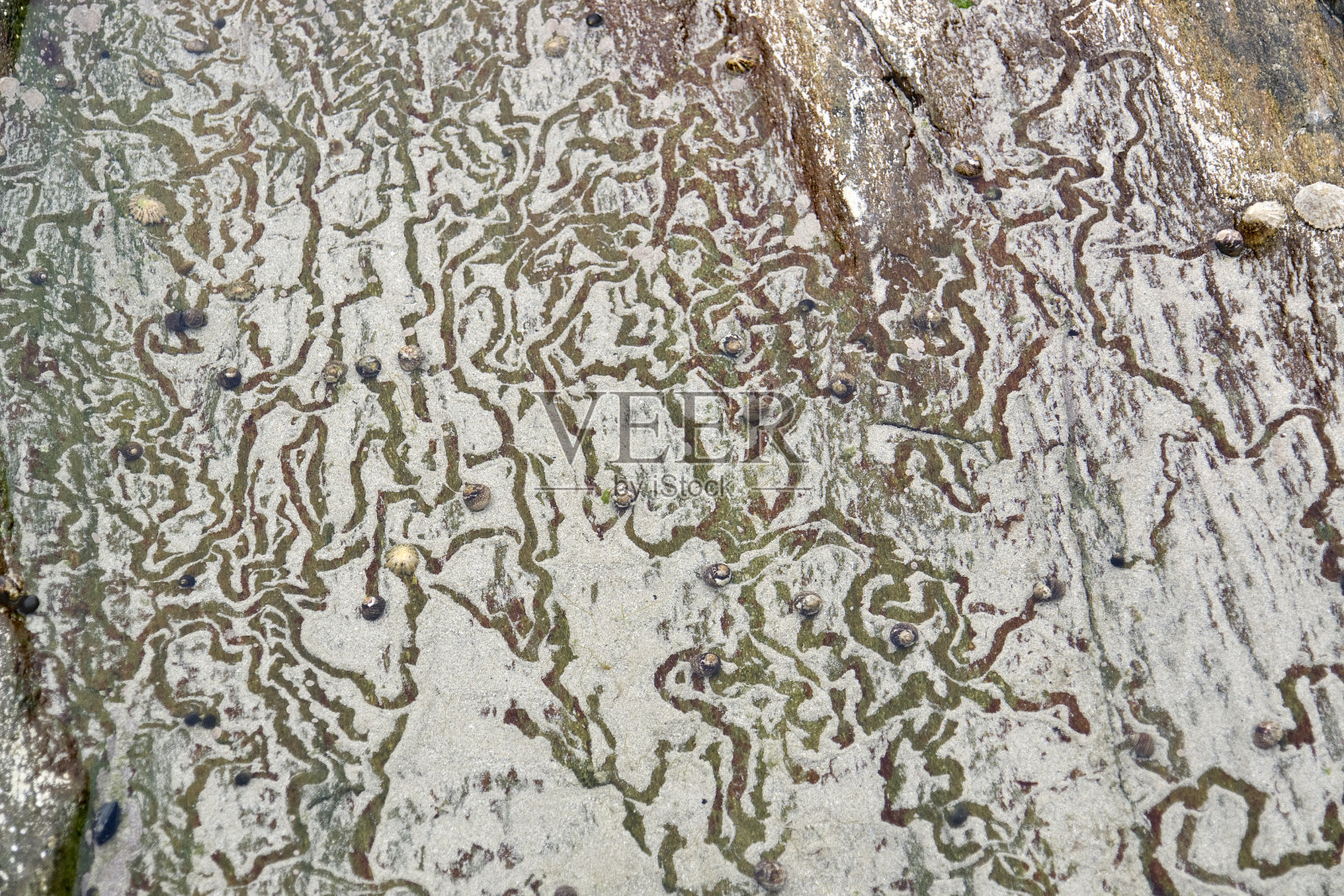 岩石和蜗牛的足迹照片摄影图片