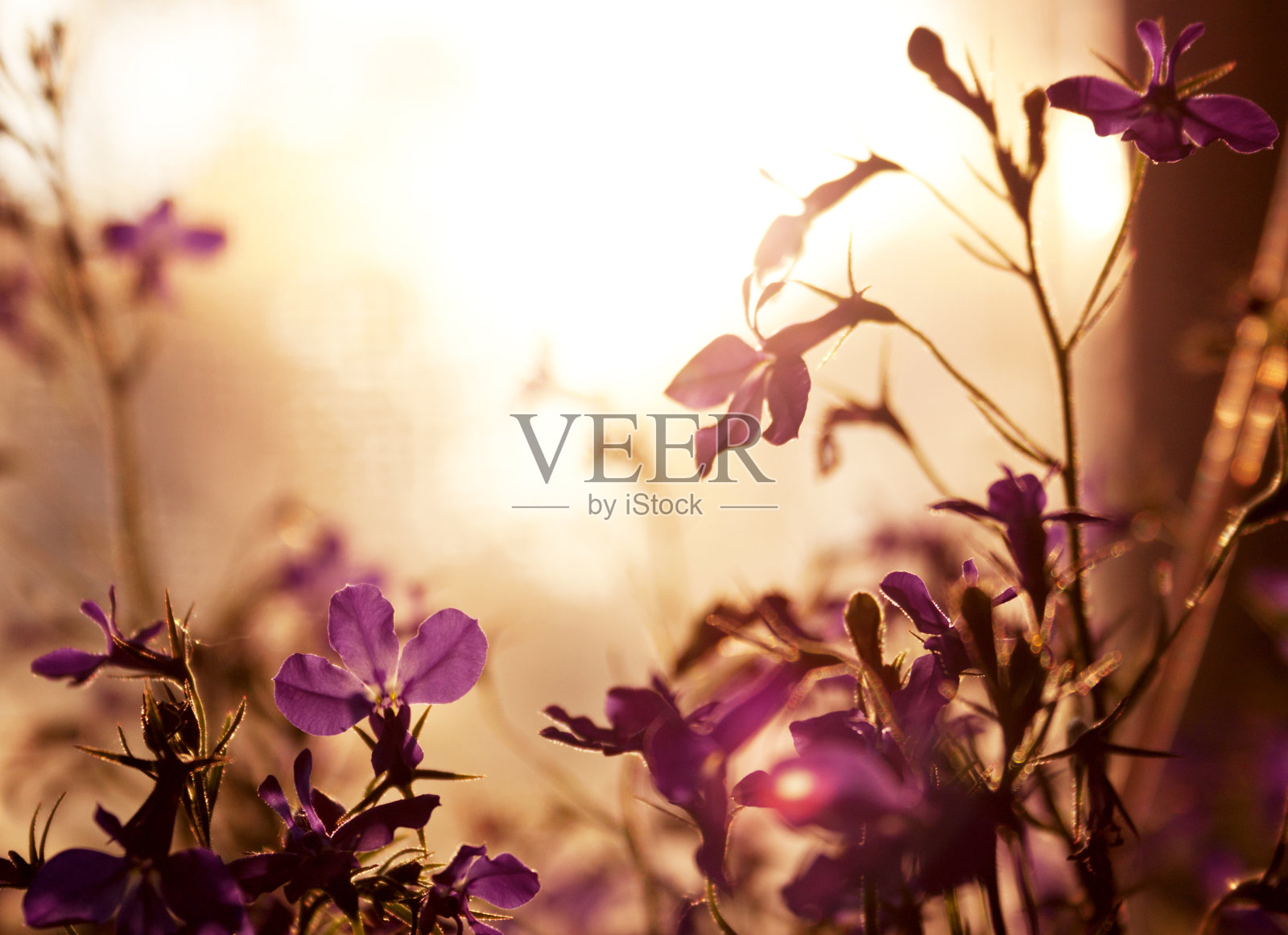 背景由紫罗兰野花照片摄影图片