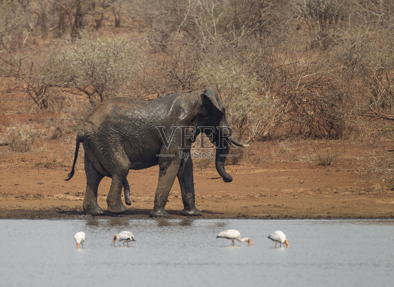 克鲁格国家公园的非洲象照片摄影图片