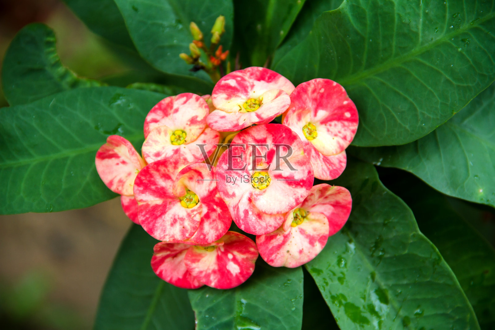 大戟属植物milii花。照片摄影图片